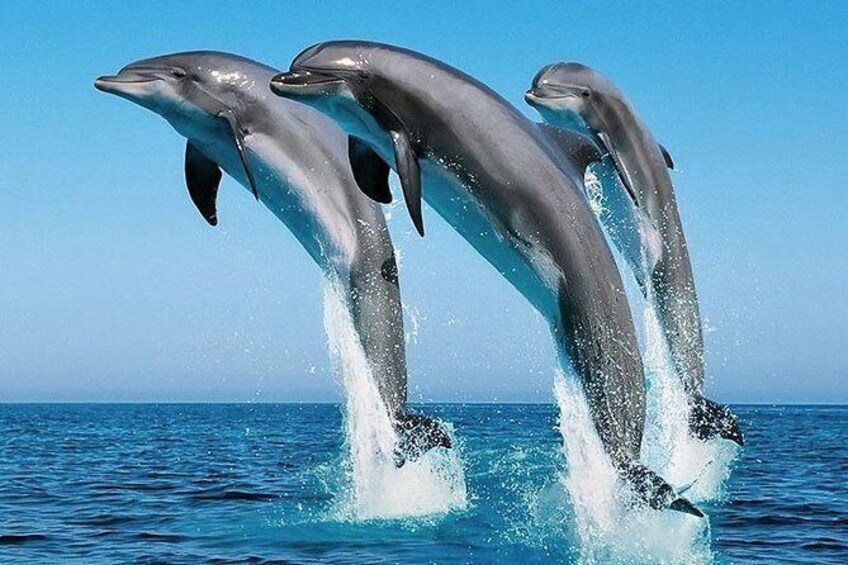 dolphin image