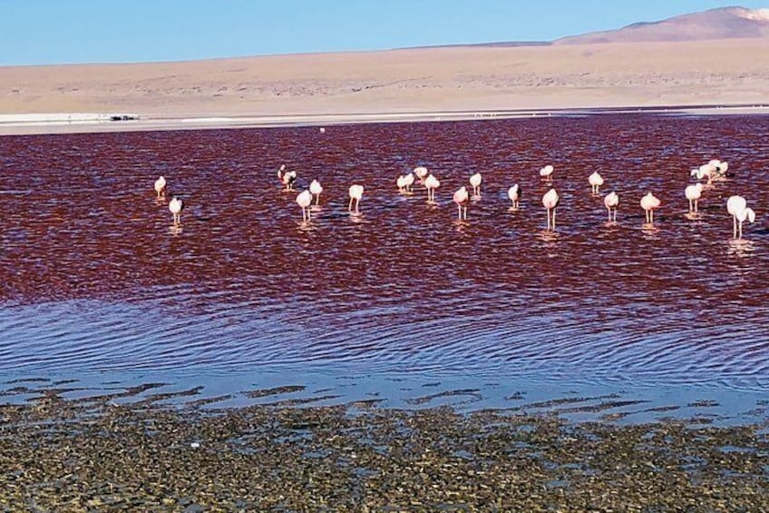 Pink flamingos in the lagoons