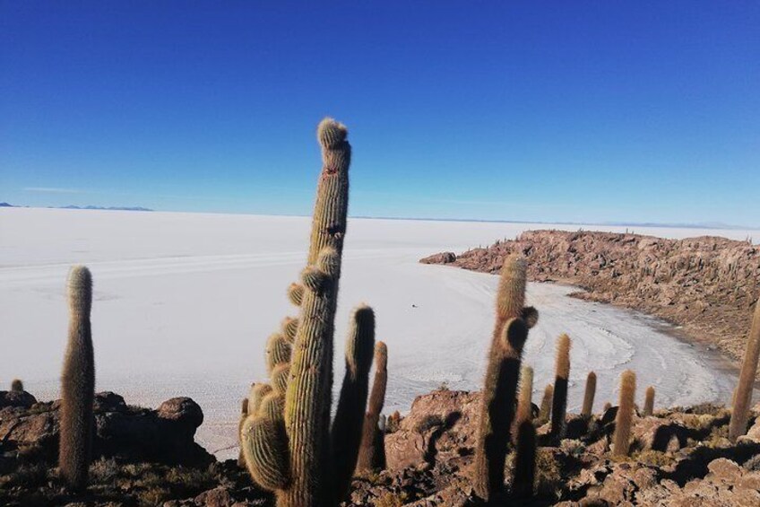 Cactus on the islands of the Salar