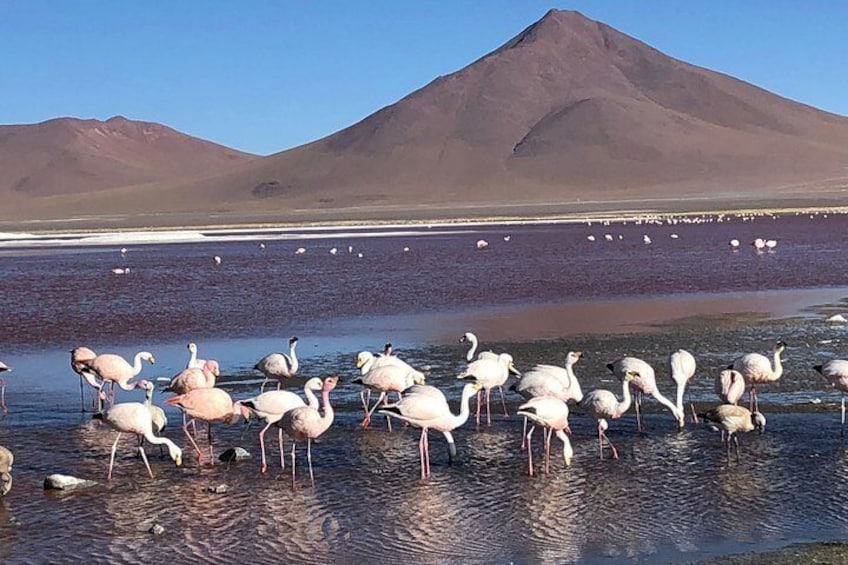 Flamingos in the lagoons