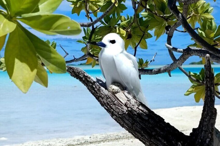 Blue Lagoon - Rangiroa