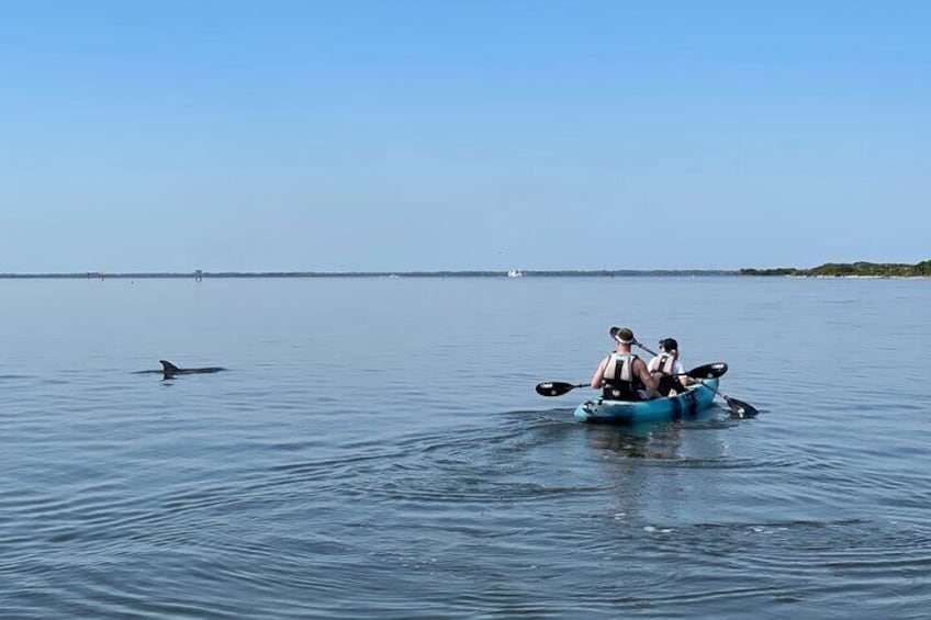 Wildlife Refuge Dolphin, Manatee & Mangrove Kayak or Paddleboarding Tour!