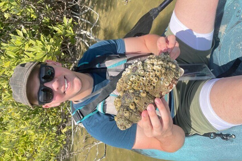 Wildlife Refuge Dolphin, Manatee & Mangrove Kayak or Paddleboarding Tour!