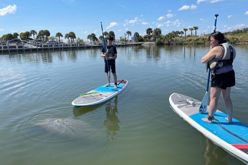 Wildlife Refuge Dolphin, Manatee & Mangrove Kayak or Paddleboarding Tour!