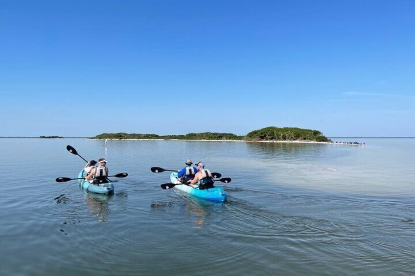 Wildlife Refuge Dolphin, Manatee & Mangrove Kayak or Paddleboarding Tour!