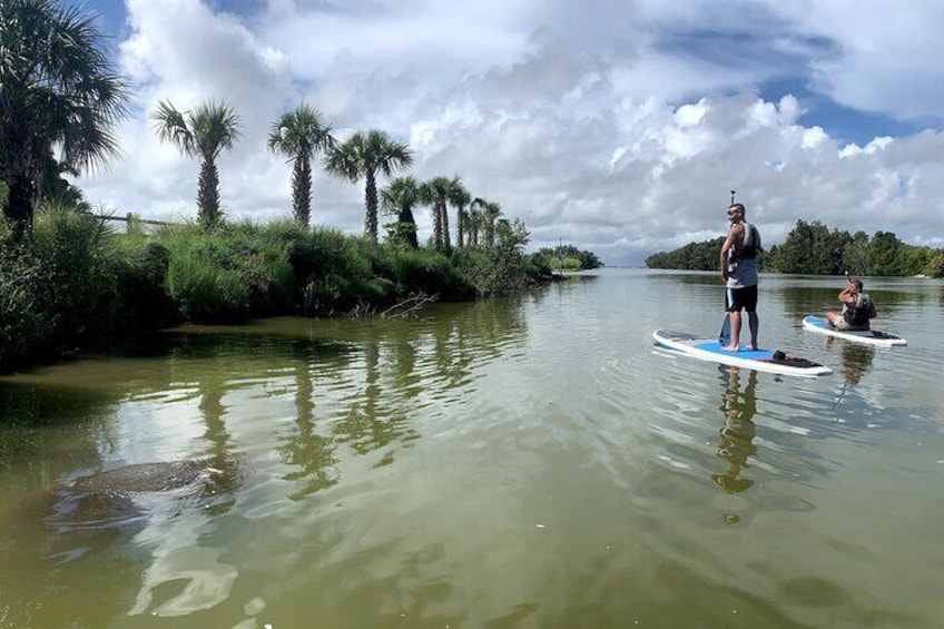Paddleboard through the Wildlife Refuge with Cocoa Kayaking!