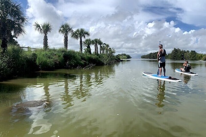 Wildlife Refuge Dolphin, Manatee & Mangrove Kayak ou Paddleboarding!