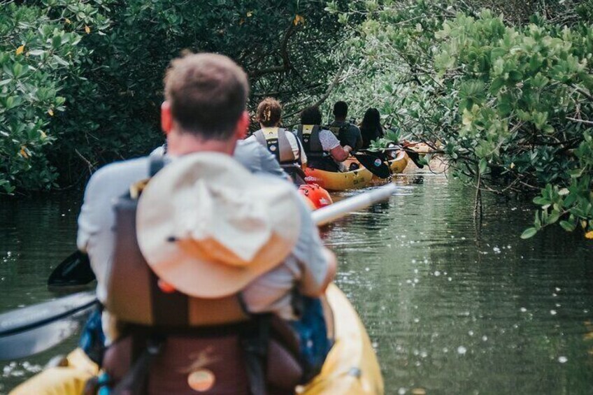 Thousand Islands Mangrove Tunnel Kayak Tour with Cocoa Kayaking!