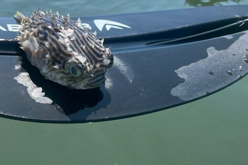 Wildlife Refuge Bio Comb Jelly Sunset Kayak or Paddleboard Tour!