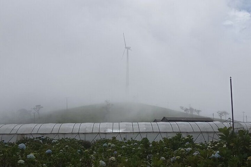 Wind Mills