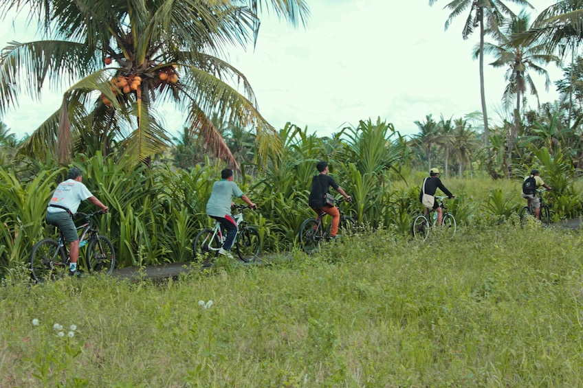 Cycling Tour with Balinese Buffet Lunch