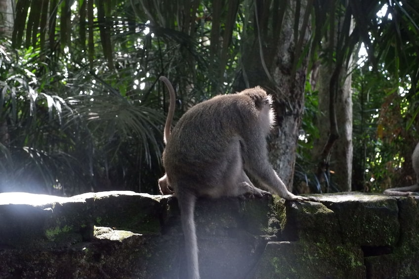 Pura Taman Ayun Temple, Monkey Forest & Tanah Lot Excursion