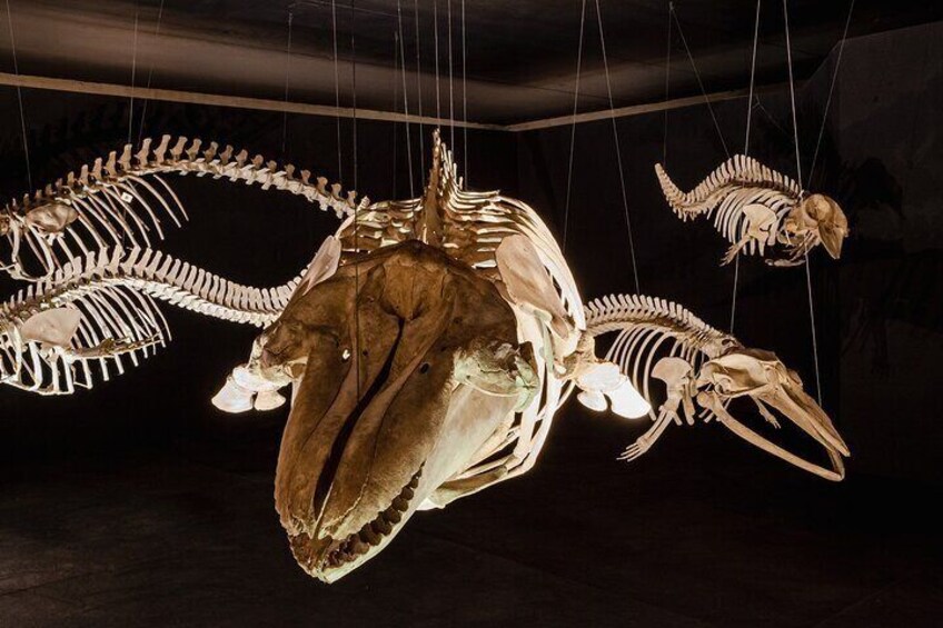 Salon of the Cetaceans, with skeletons of dolphins, whale and squallow.