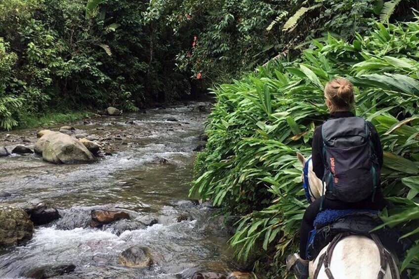 Horseback riding coffee farms, forest and river boquerón