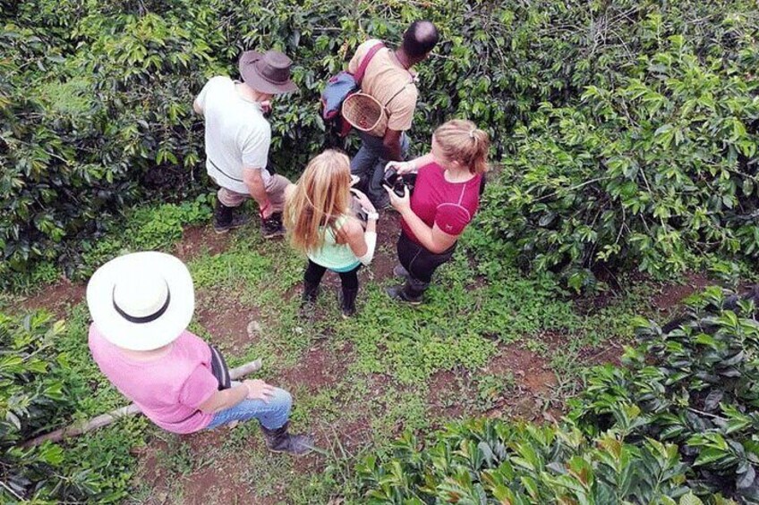 Horseback riding coffee farms, forest and river boquerón