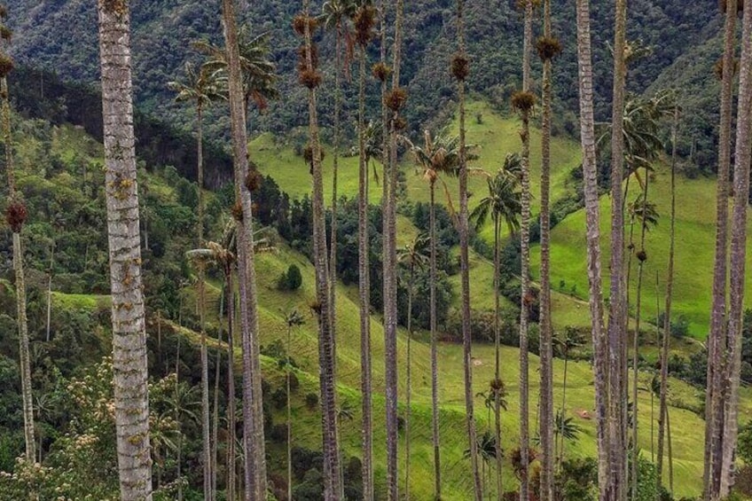 tour cocora valley and the great waterfall