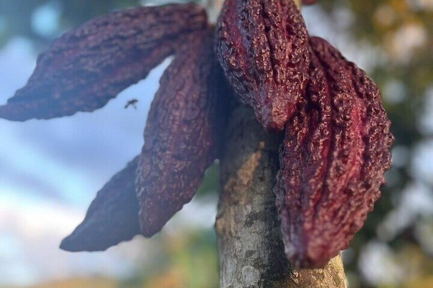 Stay Coffee Farm and Cocoa Tour