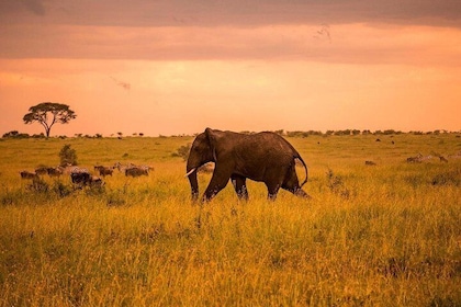 Serengeti & Ngorongoro 3 days Fly Safari in from Zanzibar