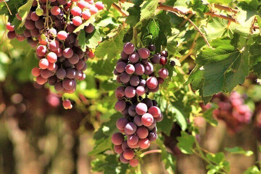 Vineyards for Pisquera production