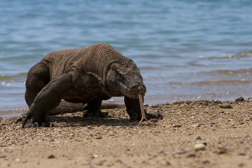 2-Day Komodo & Rinca Islands Adventure
