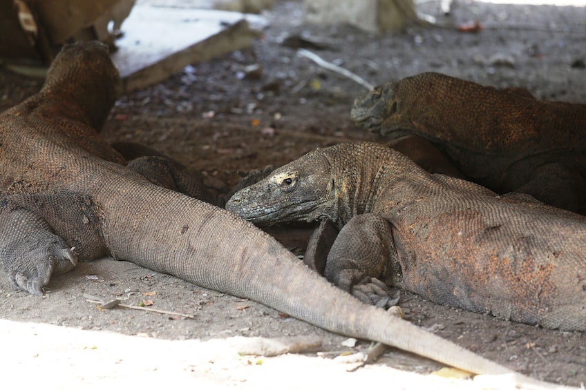 2-Day Komodo & Rinca Islands Adventure