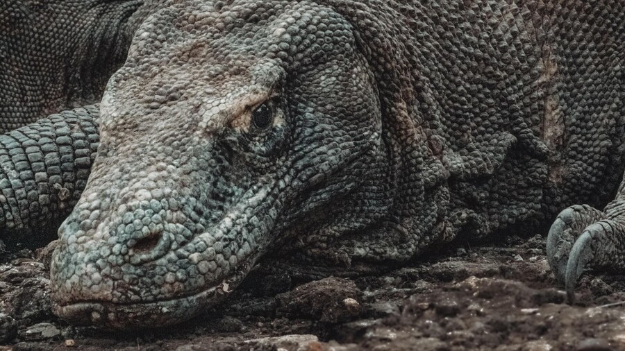 2-Day Komodo & Rinca Islands Adventure