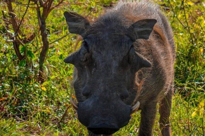 Kruger National Park Morning Safari 2 people minimum 