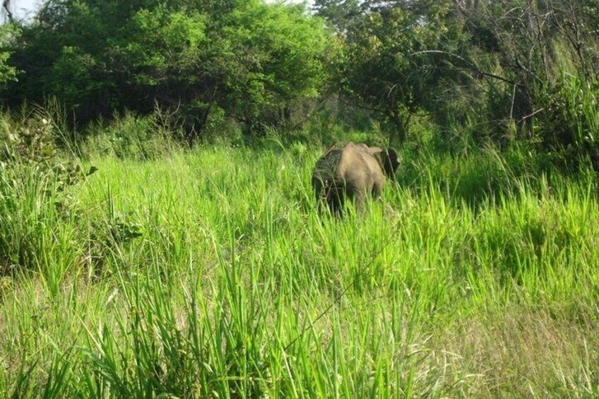 Visit Jeep Safari at Minneriya National Park From Kandy