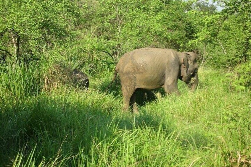 Visit Jeep Safari at Minneriya National Park From Kandy