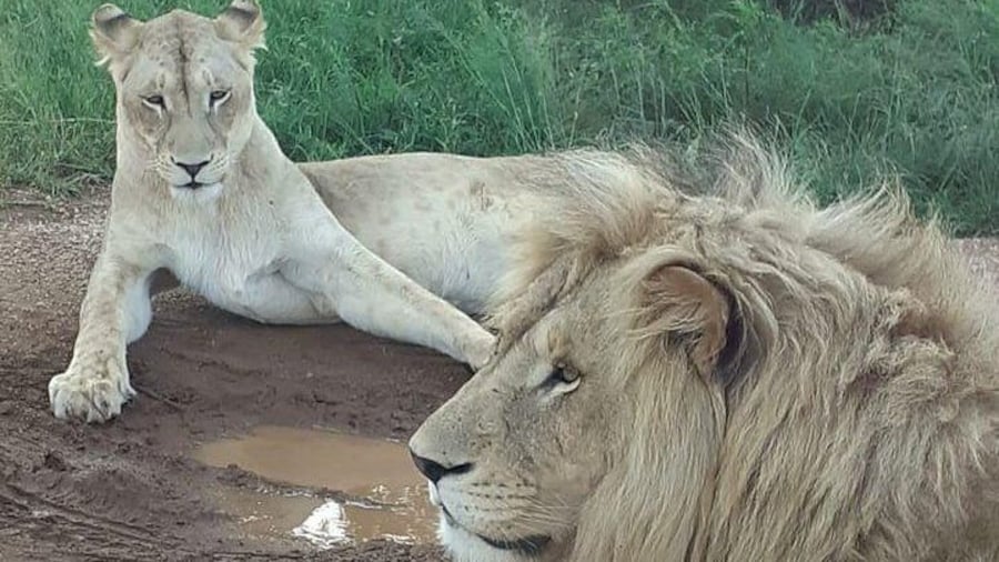 Kruger National Park Full Day Tour Minimum 2people
