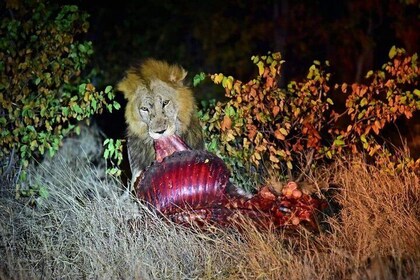 Kruger National Park Night Safari minimum 4people