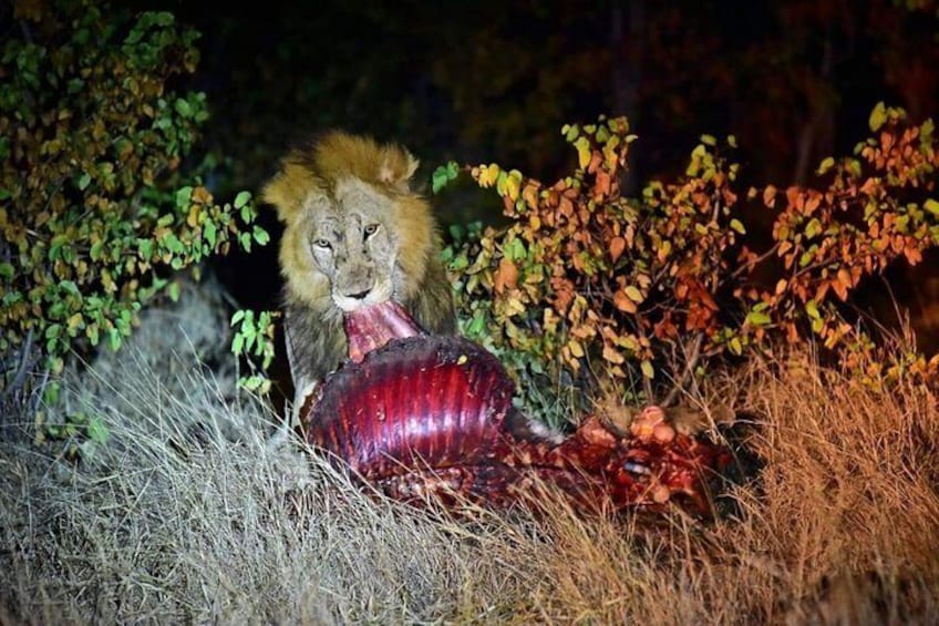 Kruger National Park Night Safari (4x4 Jeep)