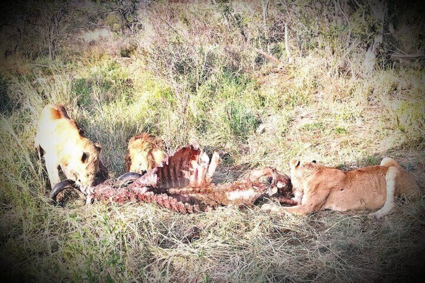 Kruger National Park Night Safari minimum 4people