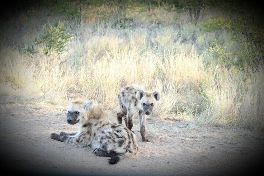 Kruger National Park Night Safari minimum 4people