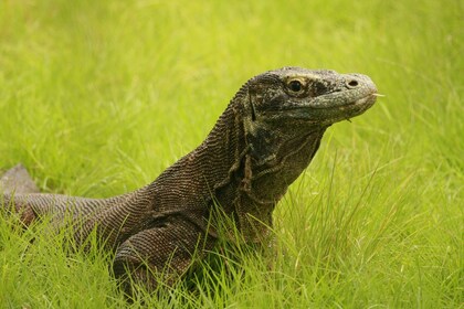 Varan