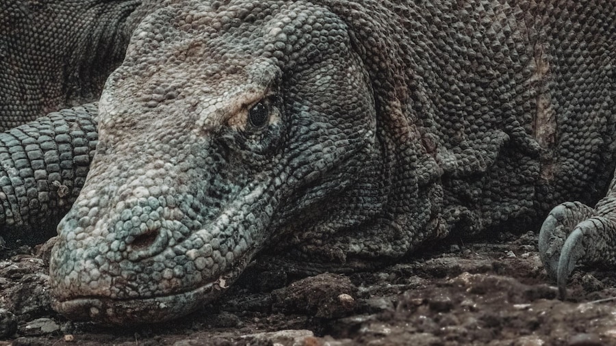 3-Day Komodo National Park & Rinca Trails Excursion