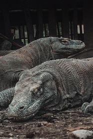 Ekskursi Taman Nasional Komodo & Jalur Rinca selama 3 hari