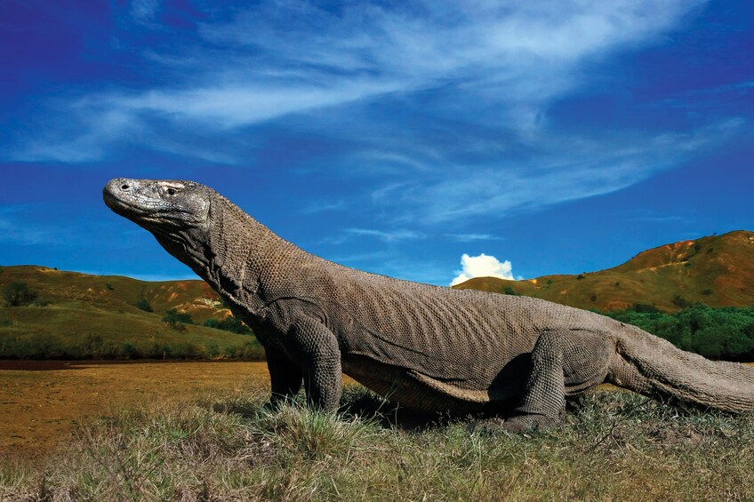3-Day Komodo National Park & Rinca Trails Excursion