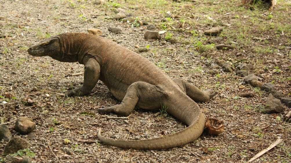 komodo dragon in bali