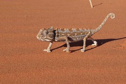 Half Day Namib Desert