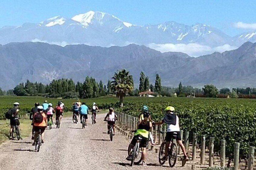 MTB - A tour of the wineries and their vineyards