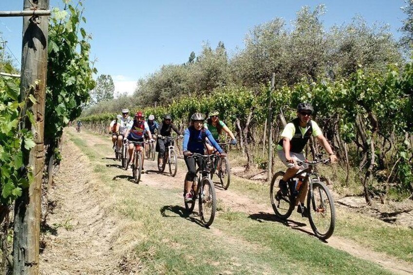 MTB - A tour of the wineries and their vineyards