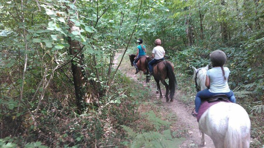Children's walk in the forest of ROIFFE