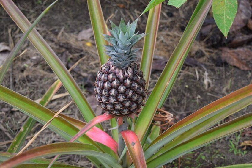 Pineapple, seasonal fruit from the cocoa farm