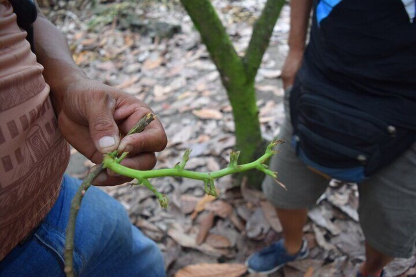grafts to the cocoa plant