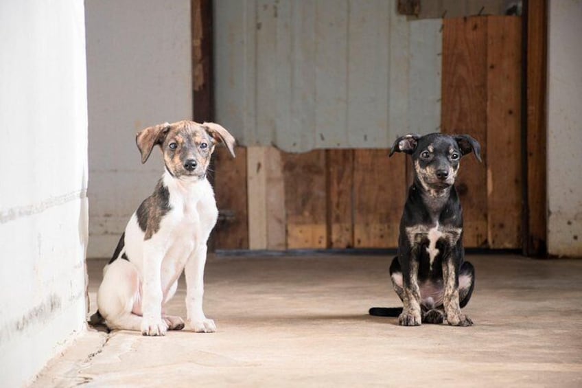 Puppies in the shelter of Simabo