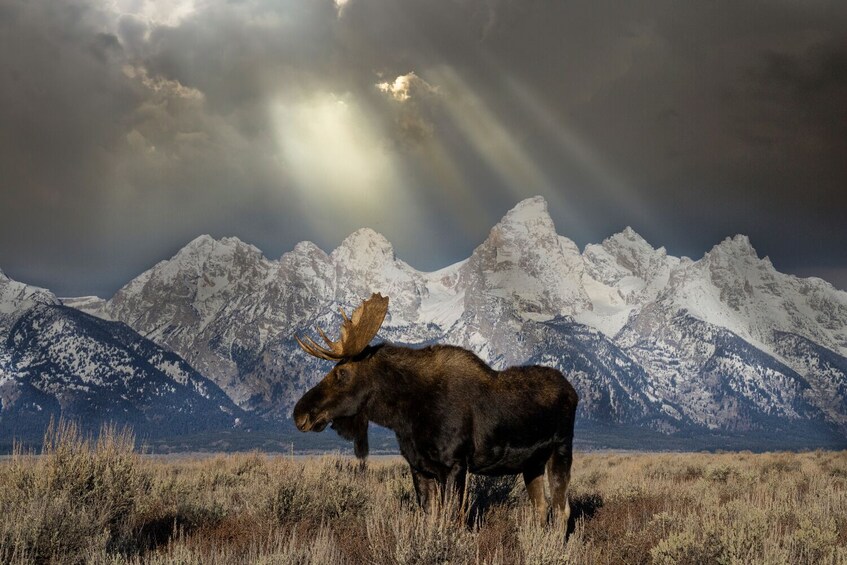 Grand Teton & Yellowstone Self-Guided Driving Tours Bundle