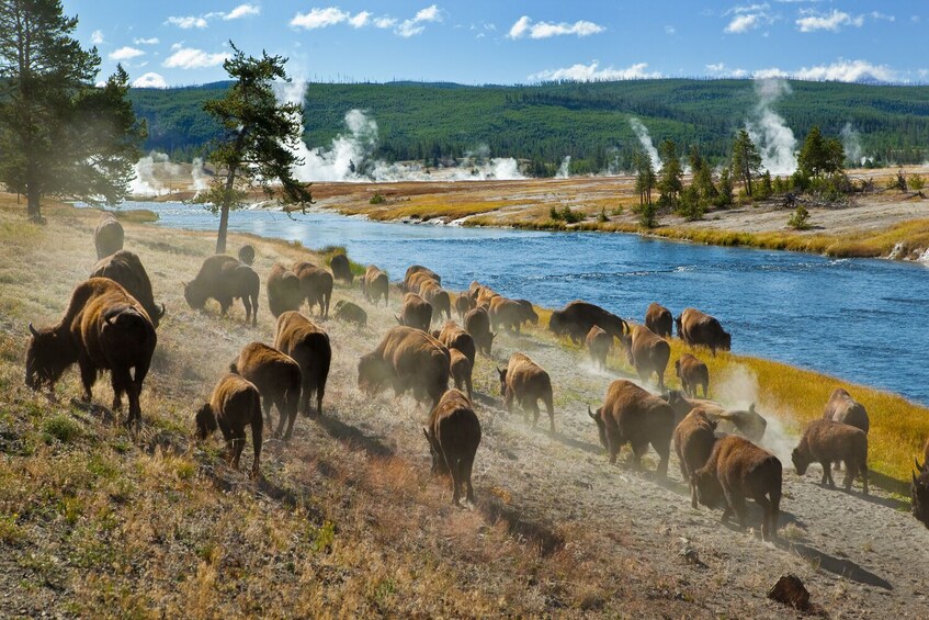 Grand Teton & Yellowstone Self-Guided Driving Audio Tours Bundle