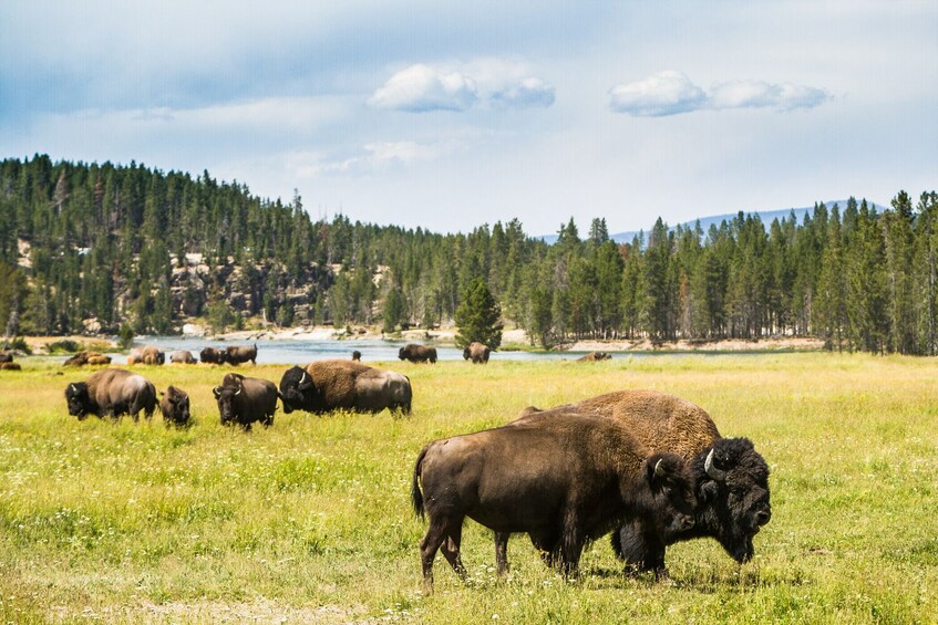 Grand Teton & Yellowstone Self-Guided Driving Tours Bundle