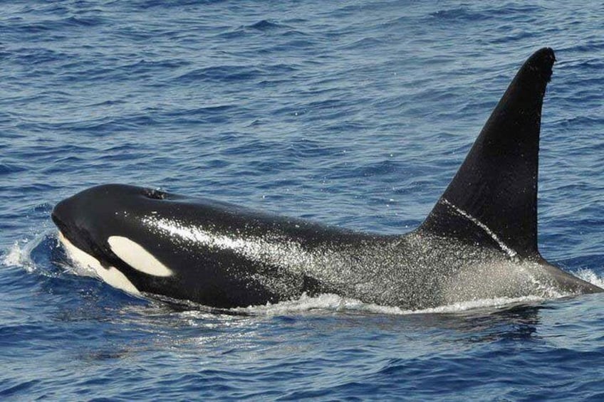 Dolphin and whale Safari in Gran Canaria